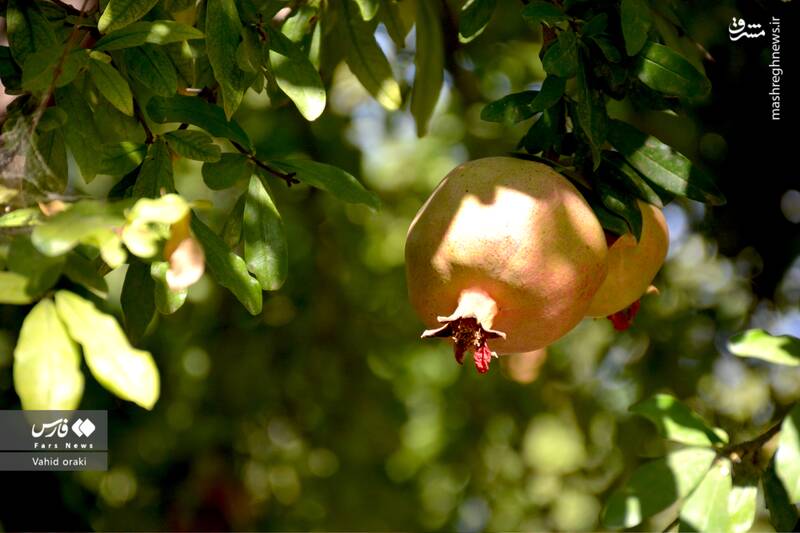 عکس/ برداشت انار از باغات شیوند
