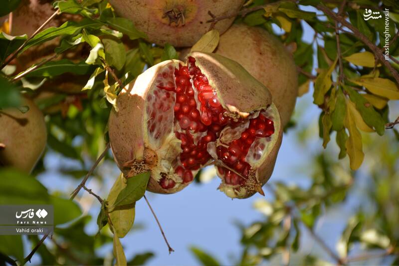 عکس/ برداشت انار از باغات شیوند