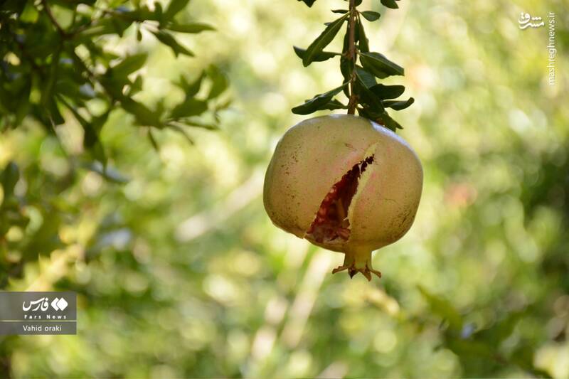 عکس/ برداشت انار از باغات شیوند