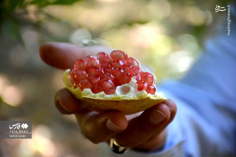 عکس/ برداشت انار از باغات شیوند
