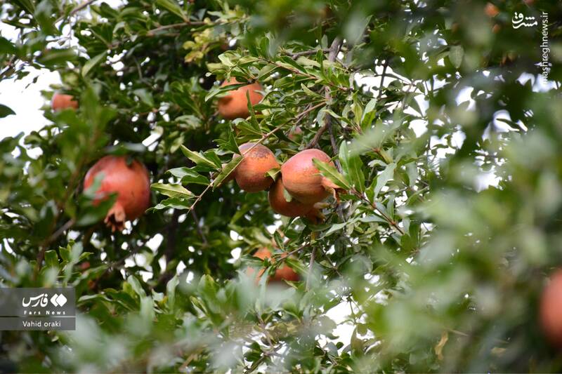 عکس/ برداشت انار از باغات شیوند