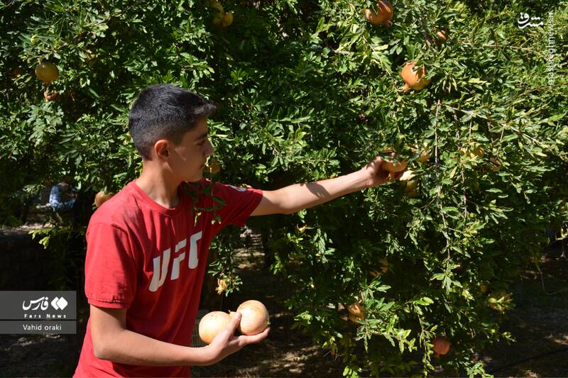 عکس/ برداشت انار از باغات شیوند