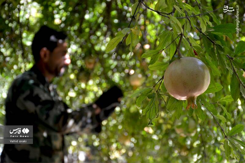 عکس/ برداشت انار از باغات شیوند