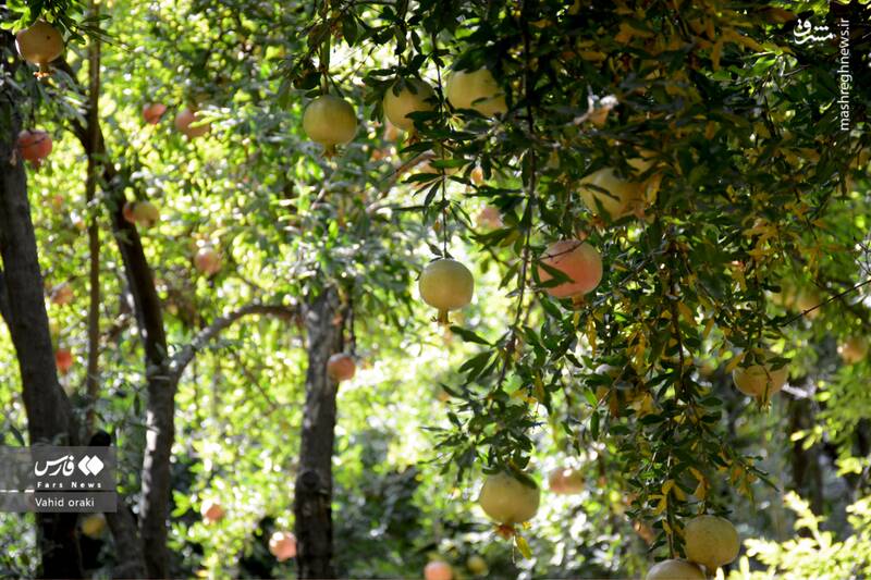 عکس/ برداشت انار از باغات شیوند