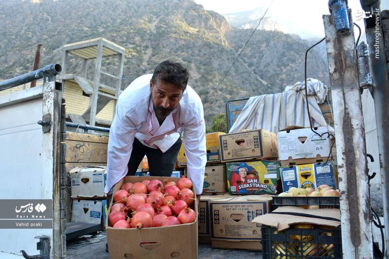 عکس/ برداشت انار از باغات شیوند