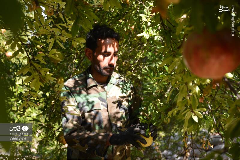 عکس/ برداشت انار از باغات شیوند