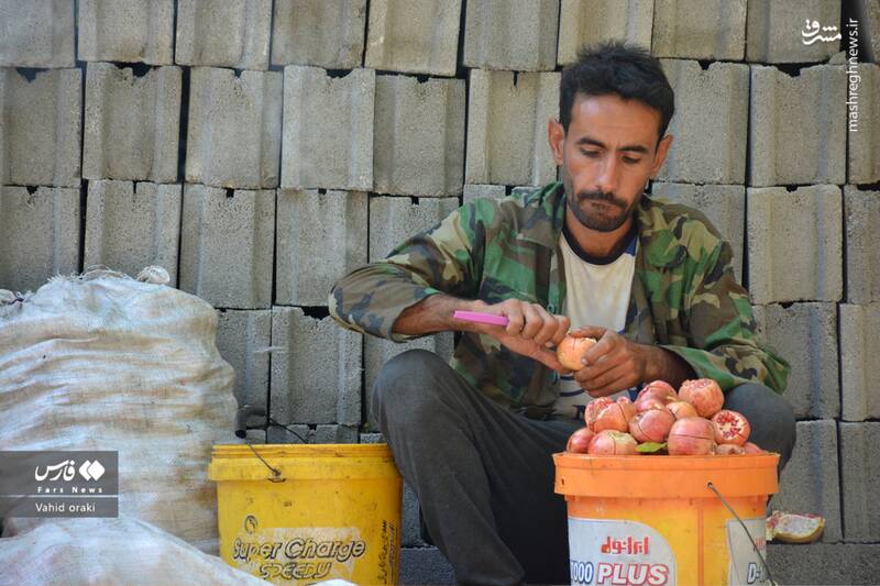 عکس/ برداشت انار از باغات شیوند