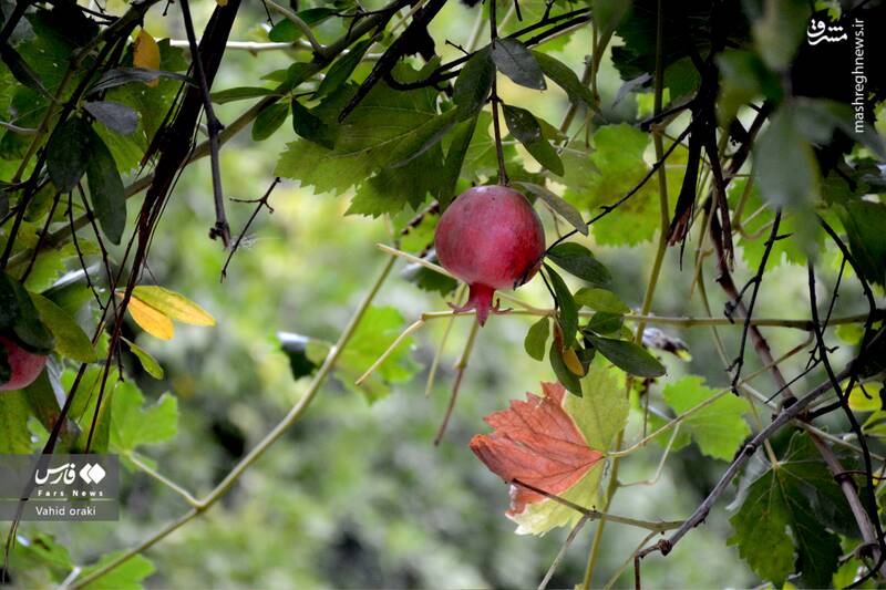 عکس/ برداشت انار از باغات شیوند