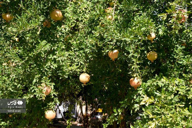 عکس/ برداشت انار از باغات شیوند