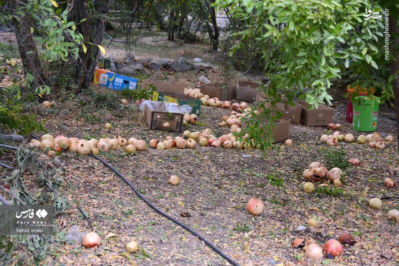 عکس/ برداشت انار از باغات شیوند