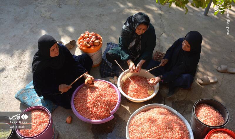 عکس/ برداشت انار از باغات شیوند