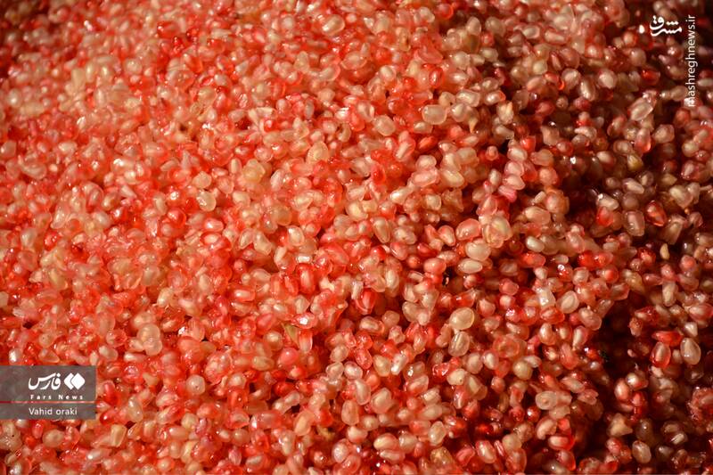 عکس/ برداشت انار از باغات شیوند