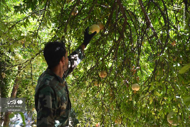 عکس/ برداشت انار از باغات شیوند