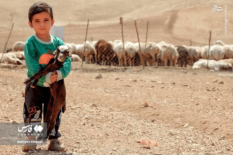 عکس / زندگی عشایر کرمانشاه 3