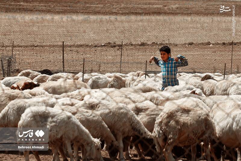 عکس / زندگی عشایر کرمانشاه 6