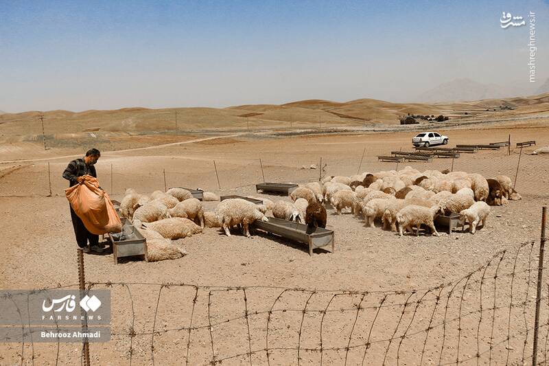 عکس / زندگی عشایر کرمانشاه 4