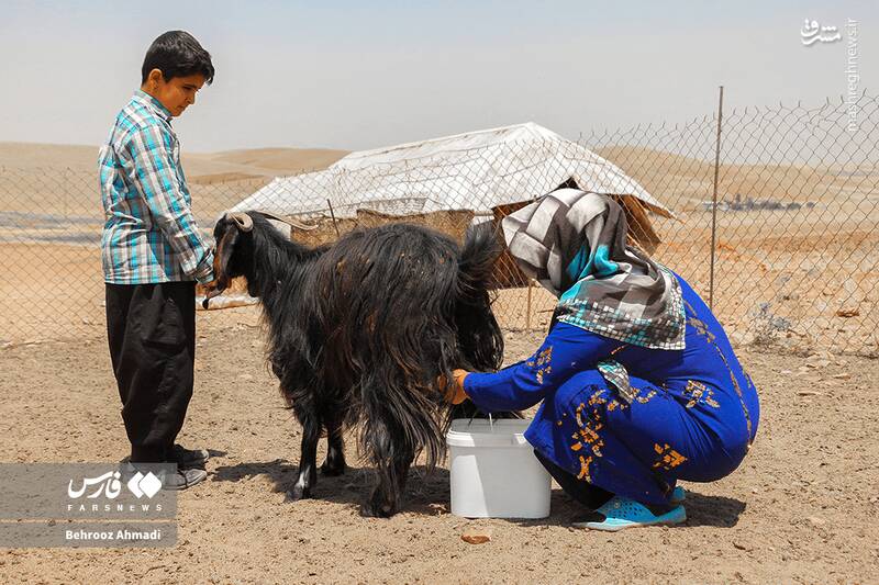 عکس / زندگی عشایر کرمانشاه 21