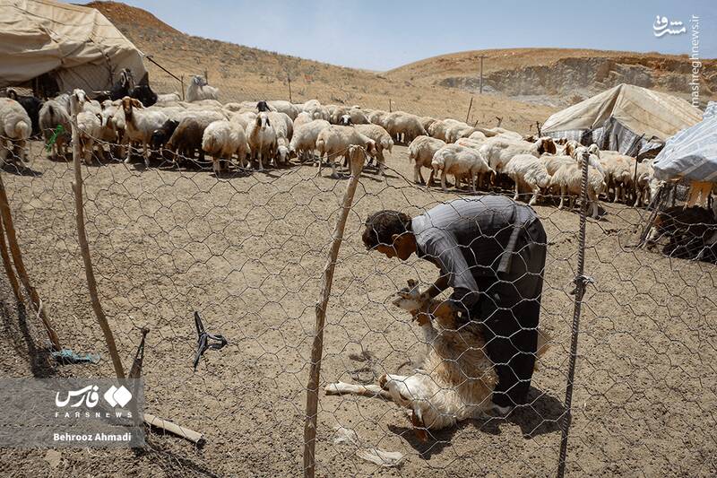 عکس / زندگی عشایر کرمانشاه 16