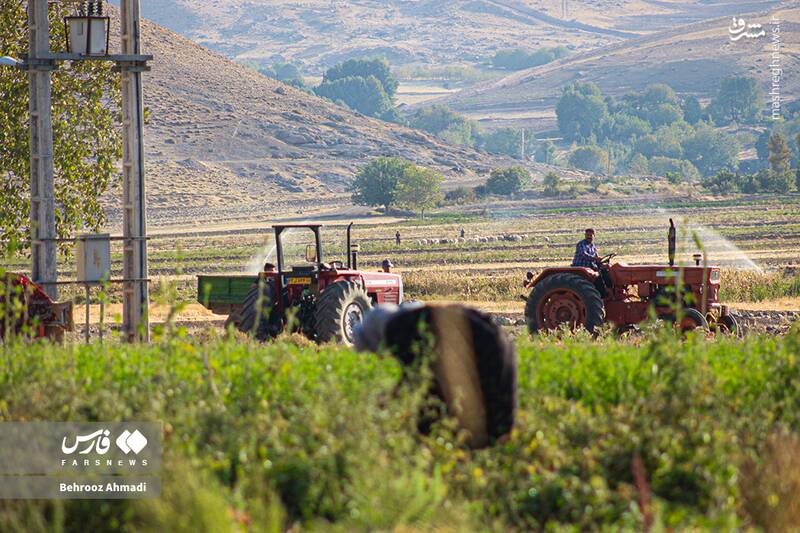 عکس / زندگی عشایر کرمانشاه 15