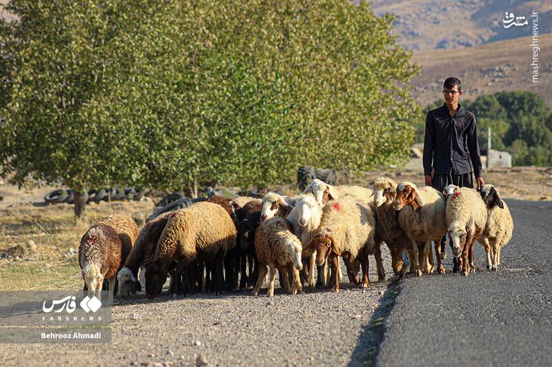 عکس / زندگی عشایر کرمانشاه 11