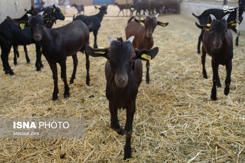 عکس / پرورش بز "مورسیا" در دل کویر یزد