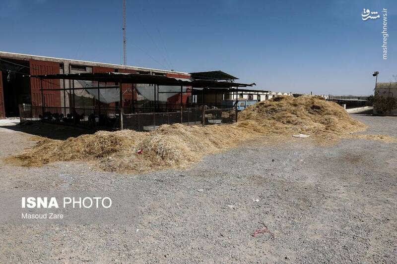 عکس / پرورش بز "مورسیا" در دل کویر یزد 24