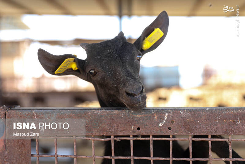 عکس / پرورش بز "مورسیا" در دل کویر یزد 23