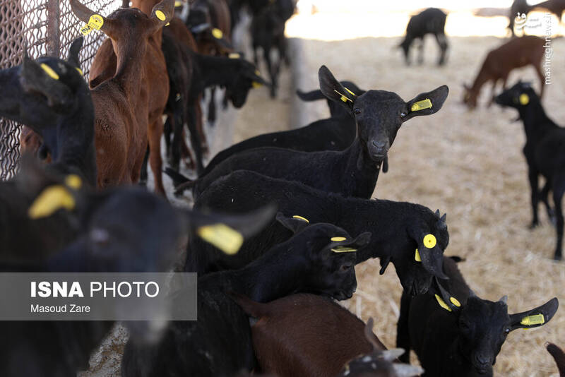 عکس / پرورش بز "مورسیا" در دل کویر یزد 22