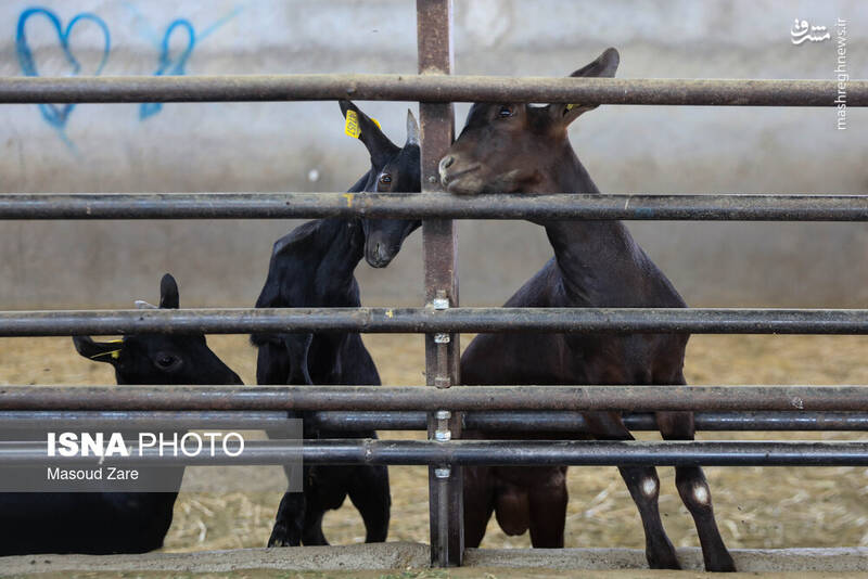 عکس / پرورش بز "مورسیا" در دل کویر یزد 21