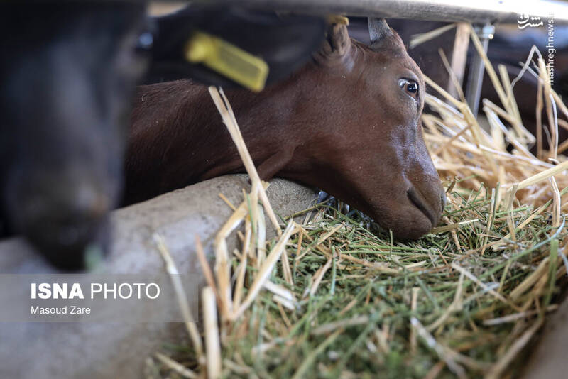 عکس / پرورش بز "مورسیا" در دل کویر یزد 20
