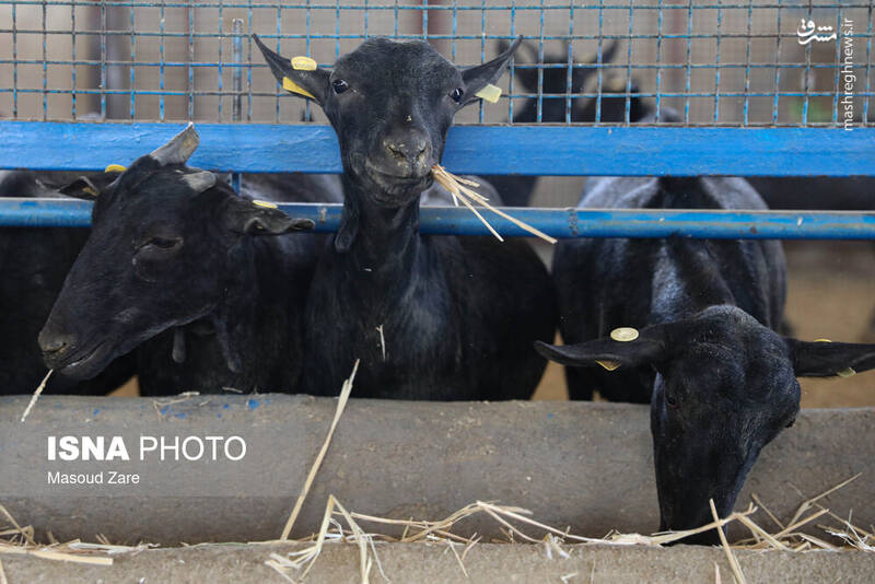 عکس / پرورش بز "مورسیا" در دل کویر یزد 19