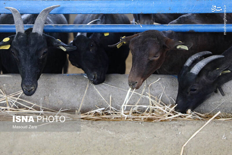 عکس / پرورش بز "مورسیا" در دل کویر یزد 18