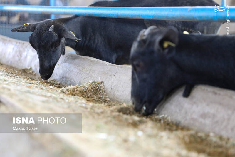 عکس / پرورش بز "مورسیا" در دل کویر یزد 17