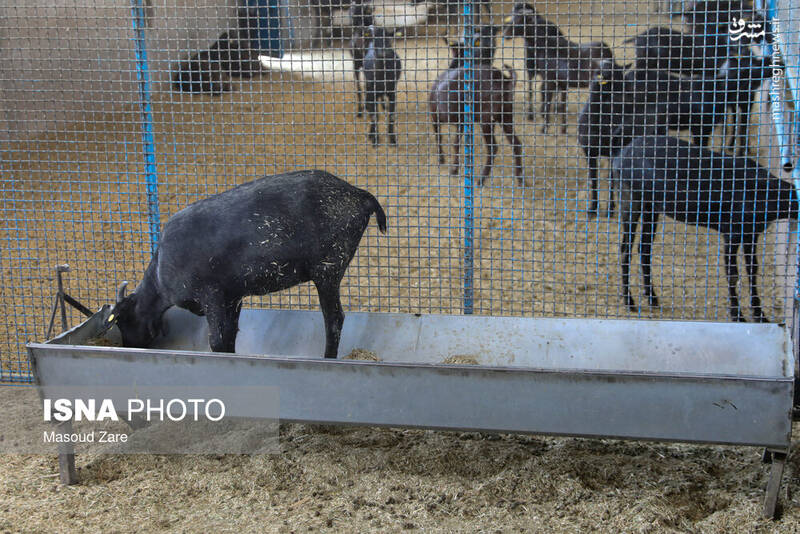 عکس / پرورش بز "مورسیا" در دل کویر یزد 16