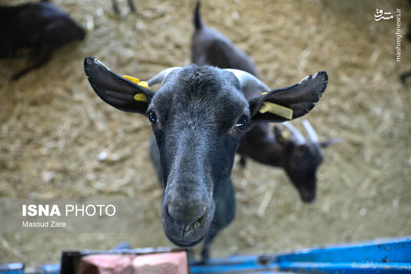 عکس / پرورش بز "مورسیا" در دل کویر یزد 15