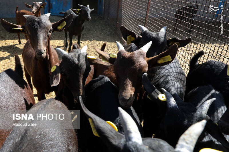 عکس / پرورش بز "مورسیا" در دل کویر یزد 14