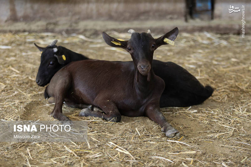 عکس / پرورش بز "مورسیا" در دل کویر یزد 13