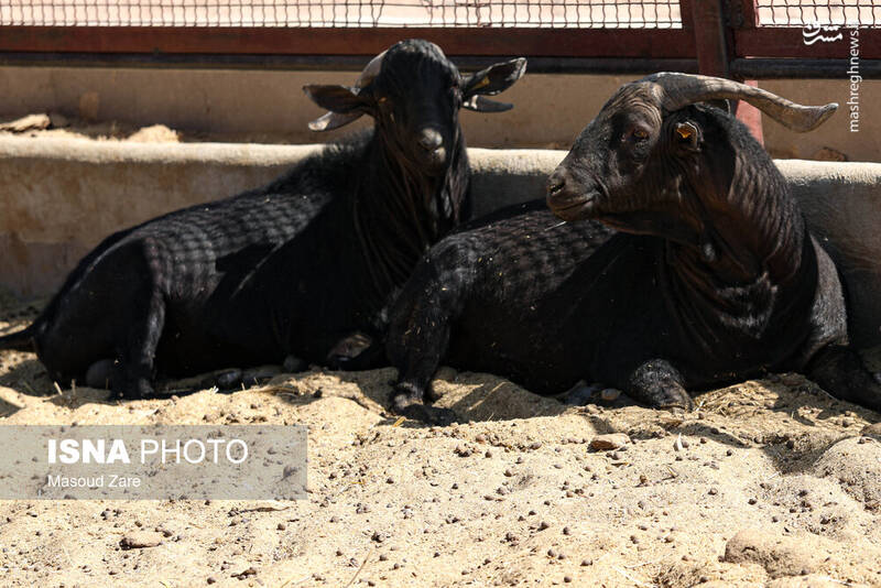 عکس / پرورش بز "مورسیا" در دل کویر یزد 12