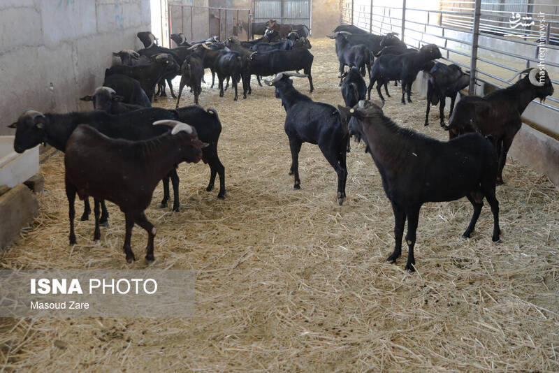 عکس / پرورش بز "مورسیا" در دل کویر یزد 11