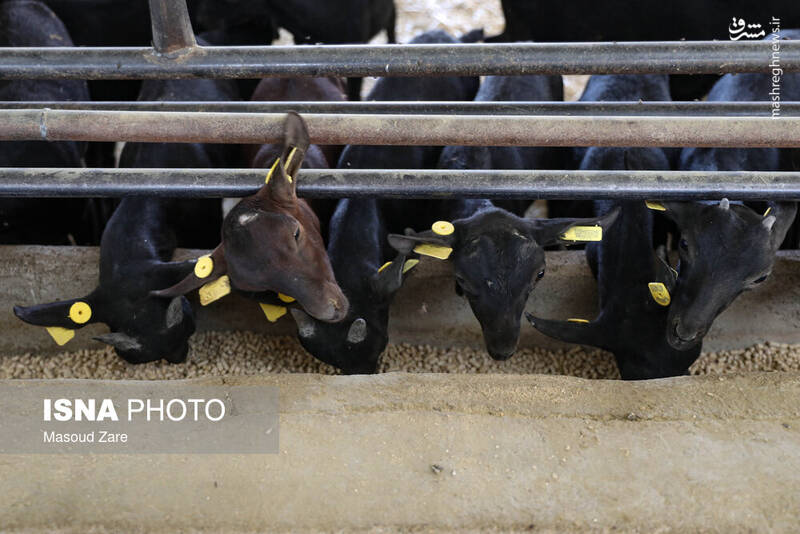 عکس / پرورش بز "مورسیا" در دل کویر یزد 10