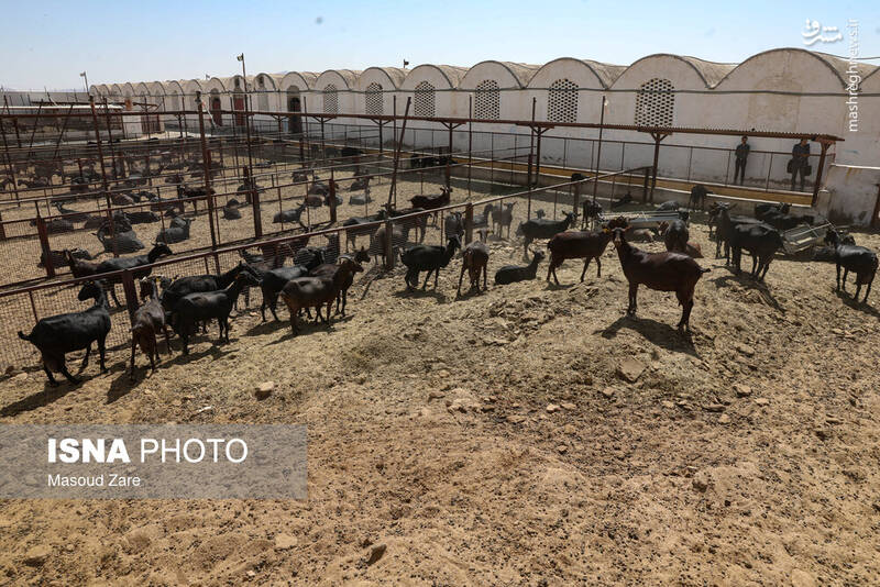 عکس / پرورش بز "مورسیا" در دل کویر یزد 9