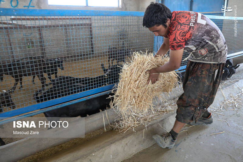 عکس / پرورش بز "مورسیا" در دل کویر یزد 8