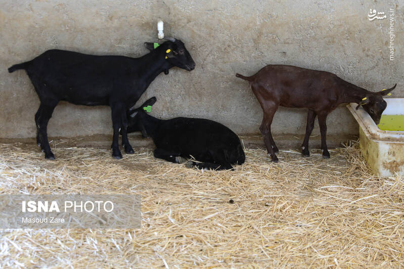 عکس / پرورش بز "مورسیا" در دل کویر یزد 7