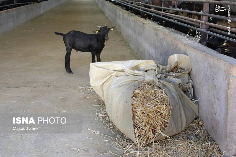 عکس / پرورش بز "مورسیا" در دل کویر یزد 6