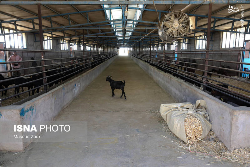 عکس / پرورش بز "مورسیا" در دل کویر یزد 5