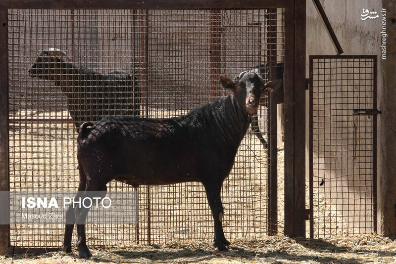 عکس / پرورش بز "مورسیا" در دل کویر یزد 4