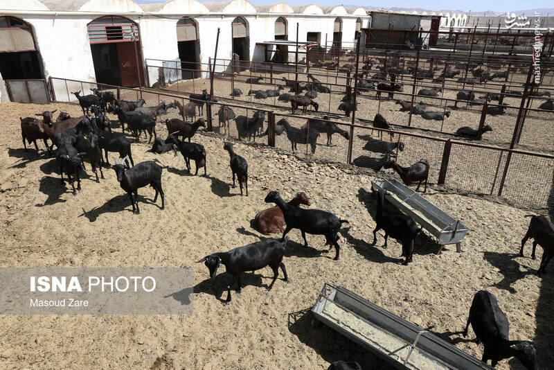 عکس / پرورش بز "مورسیا" در دل کویر یزد 3