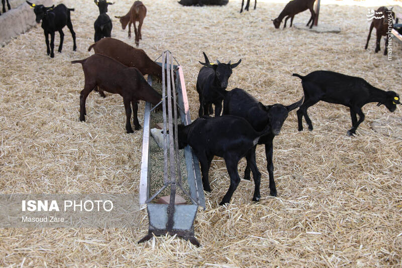 عکس / پرورش بز "مورسیا" در دل کویر یزد 2