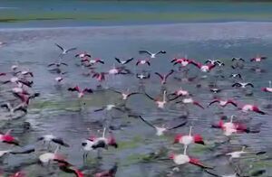 فلامینگوها، نقاشان انتزاعی دریاچه مهارلو