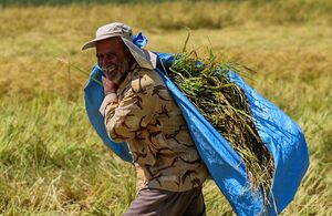 عکس/ برداشت شلتوک از مزارع استان فارس‎